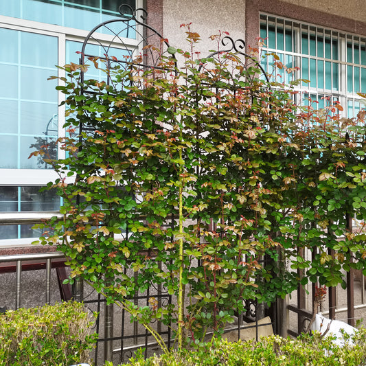 Coolbibila 2 Pack Metal Garden Trellis