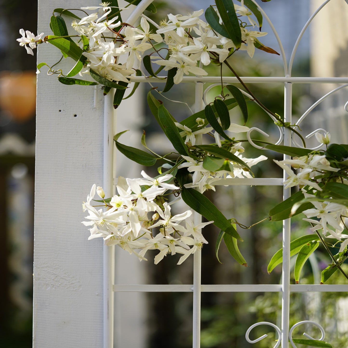 Coolbibila 2 Pack Metal Garden Trellis