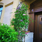 Coolbibila 2 Pack Metal Garden Trellis